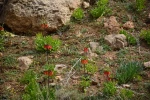 اردوی دشت لاله